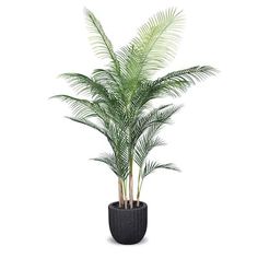 a plant in a black pot on a white background