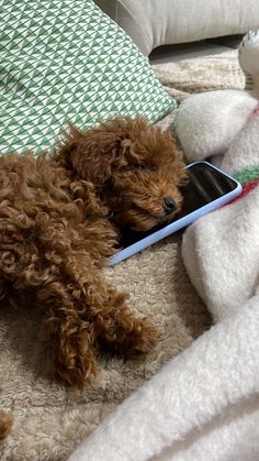 a brown dog laying on top of a bed next to pillows and a remote control