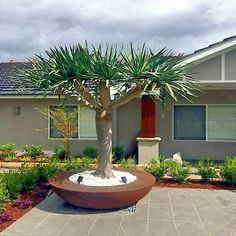 a house with a tree in the front yard