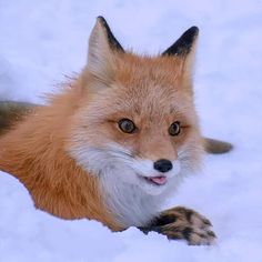 a red fox is laying in the snow