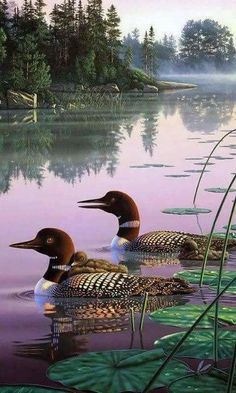 two ducks are swimming in the water next to lily pads and reeds with trees in the background