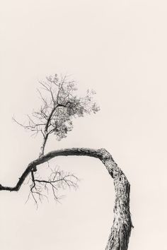 a black and white photo of a tree with no leaves