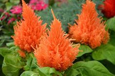 some orange flowers are in the middle of green leaves and red flowers behind them is another plant