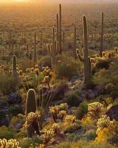 the sun is setting in the desert with many cacti and cactus plants on the ground