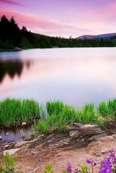 purple flowers and green grass near the edge of a large body of water at sunset