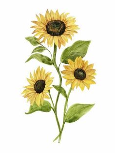 three yellow sunflowers with green leaves are shown in this watercolor painting on paper