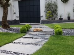 a dog that is laying down on the ground in front of some bushes and trees