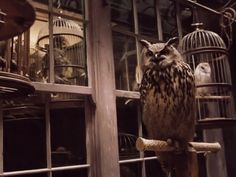 an owl sitting on top of a perch in front of a caged birdcage