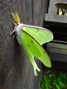 a large green moth hanging from the side of a wooden wall