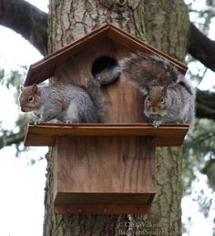 two squirrels are sitting in a bird house