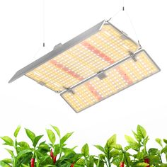 an overhead grow light hanging from the ceiling over some green plants and red chili peppers