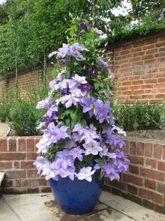 purple flowers are growing out of a blue potted plant in front of a brick wall