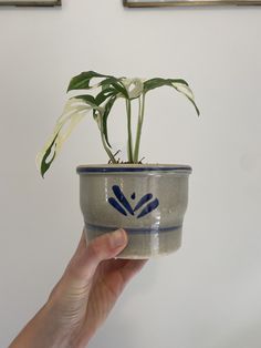 a hand holding a potted plant with white flowers in it and two framed pictures on the wall behind it