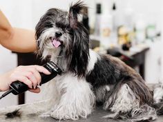 a dog getting its hair cut by a woman with an electric blow dryer on it's head