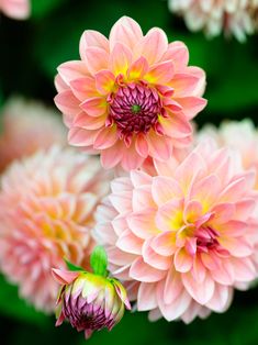 pink and yellow flowers with green leaves in the backgrounnds, close up