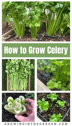 how to grow celery in the garden with pictures and text overlays