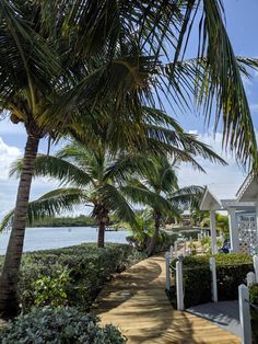 palm trees line the walkway leading to houses on the beach in key west, florida