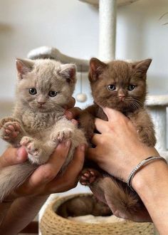 two small kittens being held in their hands