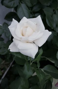 a white rose with green leaves in the background