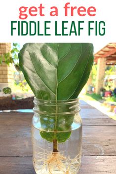 a glass jar filled with water and a green leaf in the middle, on top of a wooden table