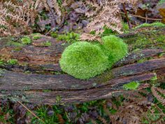 moss growing on a log in the woods