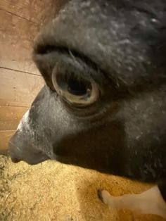 a close up of a horse's eye looking at something in the background with wood planks