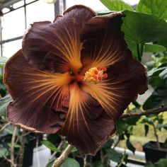 a close up of a flower on a plant in a room filled with green plants