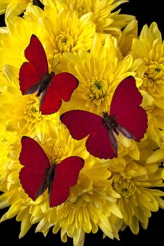 three red butterflies sitting on top of yellow flowers with petals in the middle and black background