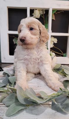 a small white dog sitting on top of a wooden table next to flowers and greenery