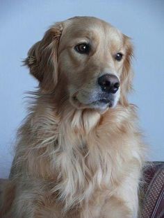 a close up of a dog sitting on a couch