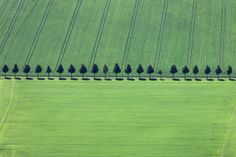 a row of trees in the middle of a green field