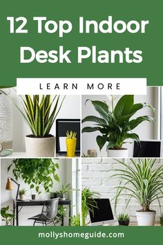 the top indoor desk plants that are easy to care for and keep in your home