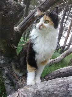 a black, white and orange cat sitting on top of a tree branch in the forest