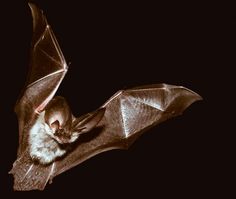 a bat is flying in the dark with its wings spread