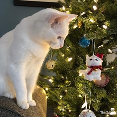 a white cat sitting on top of a chair next to a christmas ornament