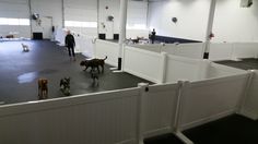 several dogs are walking around in an indoor area with white walls and black flooring