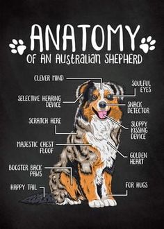 the anatomy of an australian shepherd dog on a black background with white lettering and illustrations