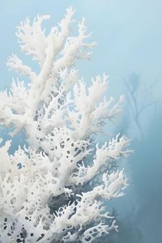 an underwater view of white corals in the water