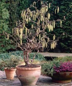 a bonsai tree with yellow flowers in two large clay pots on a stone ledge