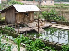 a small wooden house sitting in the middle of a garden next to a pond filled with water