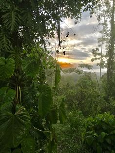 the sun is shining through the trees in the jungle with lush green foliage on either side