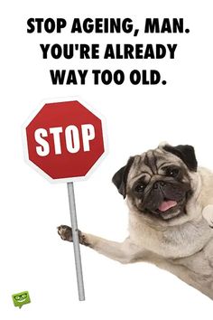 a dog holding a stop sign with the caption stop aging man you're already way too old