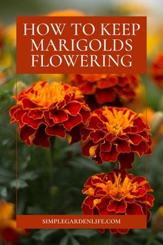 How to keep marigolds flowering by simplegardenlife.com Garden Flower Beds, Deer Resistant Plants, Attracting Beneficial Insects, Garden Help