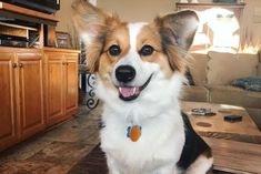 a brown and white dog sitting on top of a wooden floor in a living room