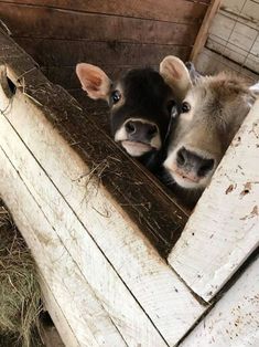 two baby cows are peeking out from their pen