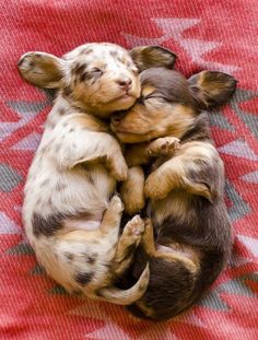 two puppies cuddling together on a blanket