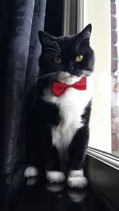 a black and white cat with a red bow tie sitting on a window sill