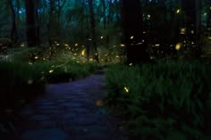 fireflies are glowing in the dark forest