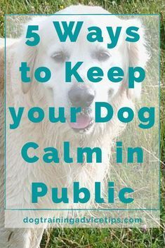 a white dog standing in the grass with text overlay reading 5 ways to keep your dog calm in public