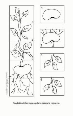 worksheet for children to learn how to draw and color the plant with pictures